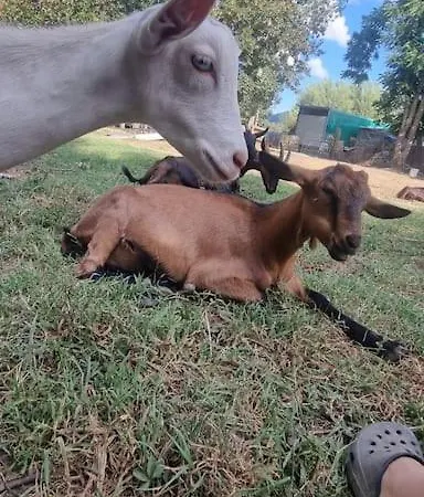 Ferienhaus - La Capra Amaltea