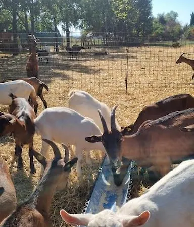 - La Capra Amaltea Ferienhaus Cortona