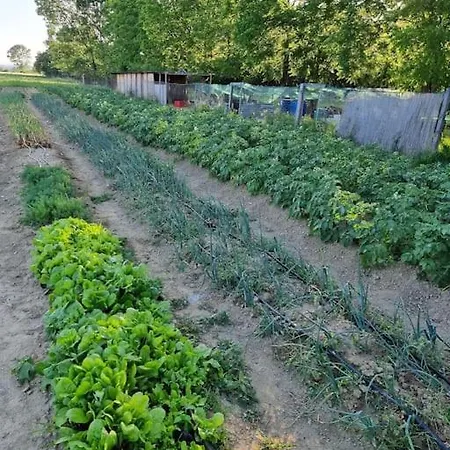 - La Capra Amaltea *