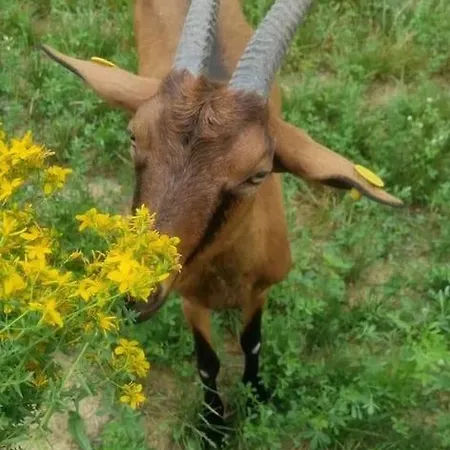 - La Capra Amaltea * Cortona
