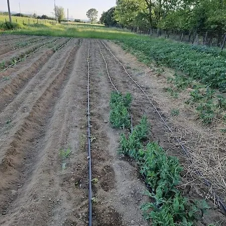 Prázdninový dům - La Capra Amaltea Cortona