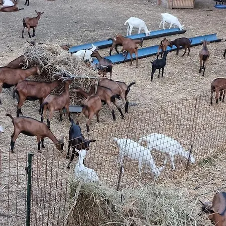 - La Capra Amaltea Cortona