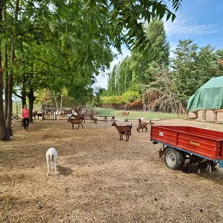 - La Capra Amaltea * Cortona