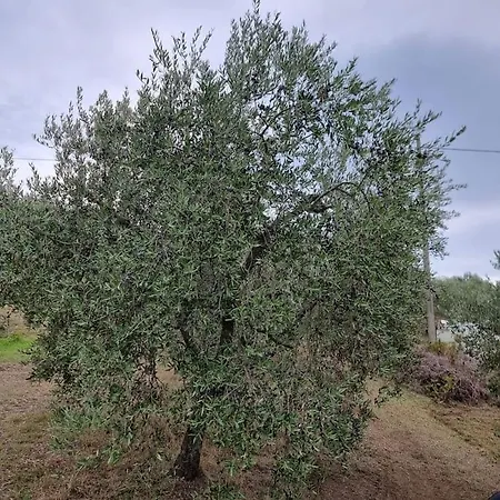 - La Capra Amaltea Cortona