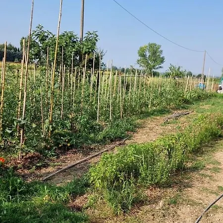 - La Capra Amaltea Cortona