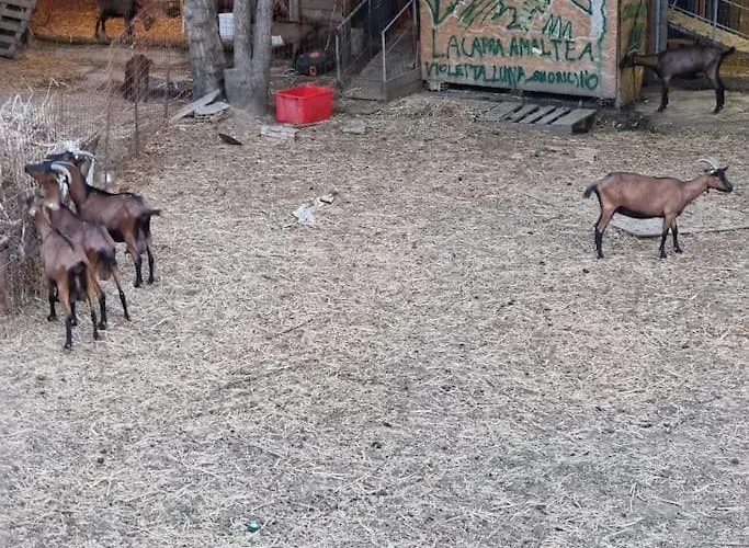 - La Capra Amaltea * كورتونا