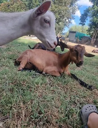 Nyaraló - La Capra Amaltea