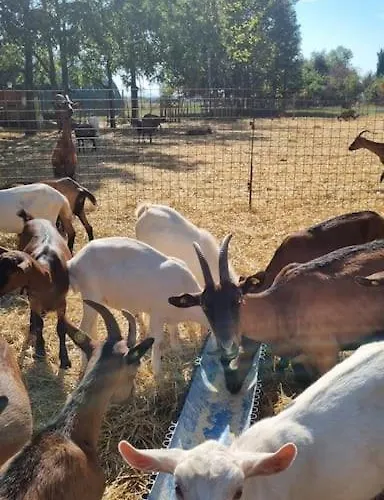 - La Capra Amaltea Nyaraló Cortona