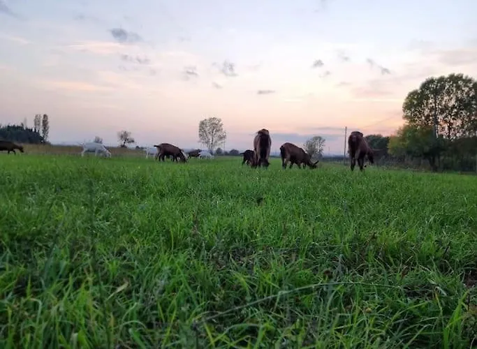 بيت للعطل - La Capra Amaltea