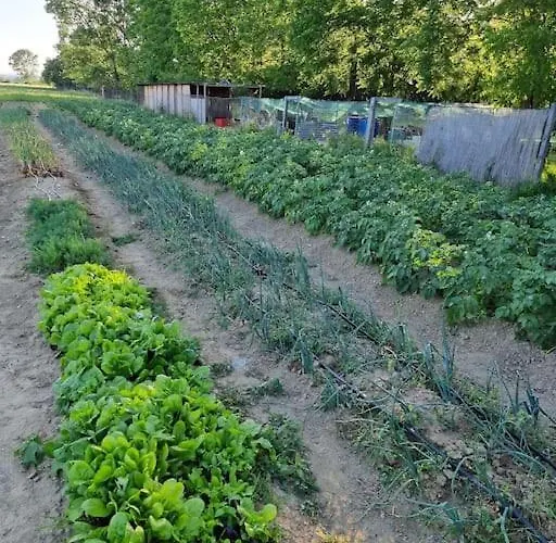 - La Capra Amaltea *