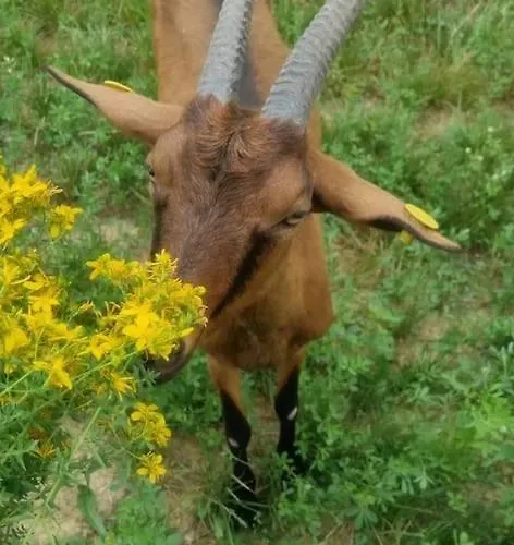 - La Capra Amaltea * Cortona
