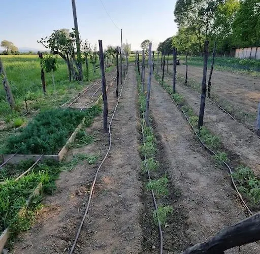 - La Capra Amaltea كورتونا