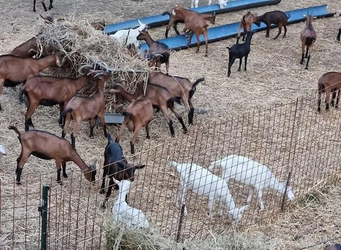 - La Capra Amaltea Cortona