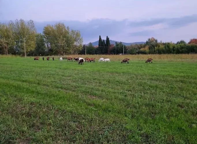 بيت للعطل - La Capra Amaltea *