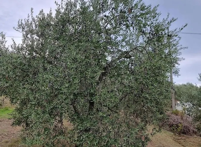 - La Capra Amaltea Cortona